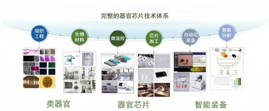 東南大學團隊牽頭完成中國首個器官芯片國家標準